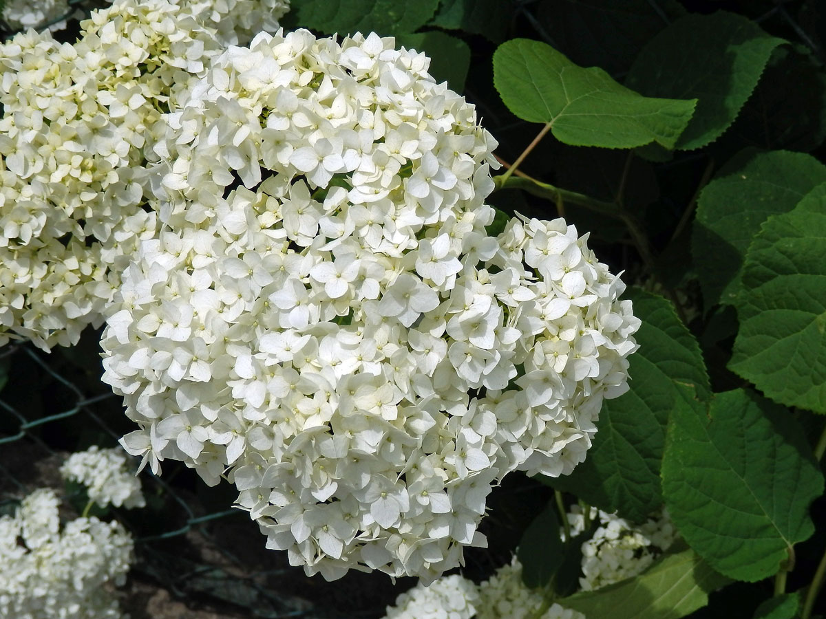 Hortenzie stromkovitá (Hydrangea arborescens L.)