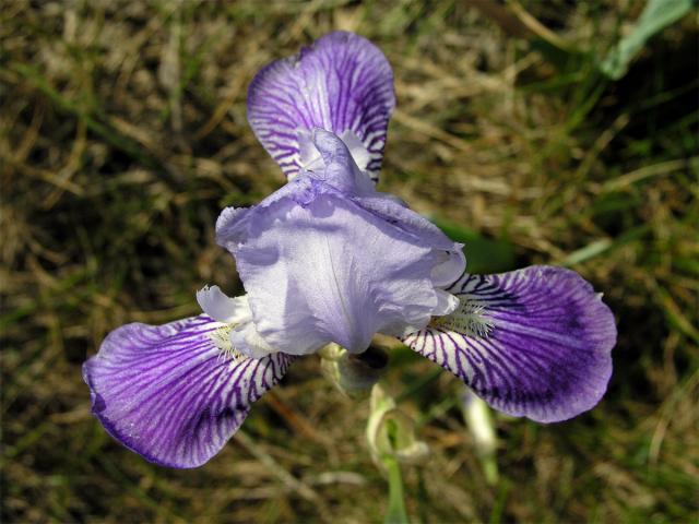 Kosatec německý (Iris germanica L.)