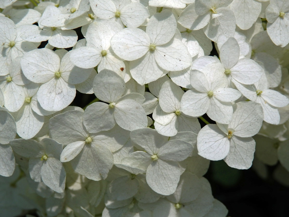 Hortenzie stromkovitá (Hydrangea arborescens L.)