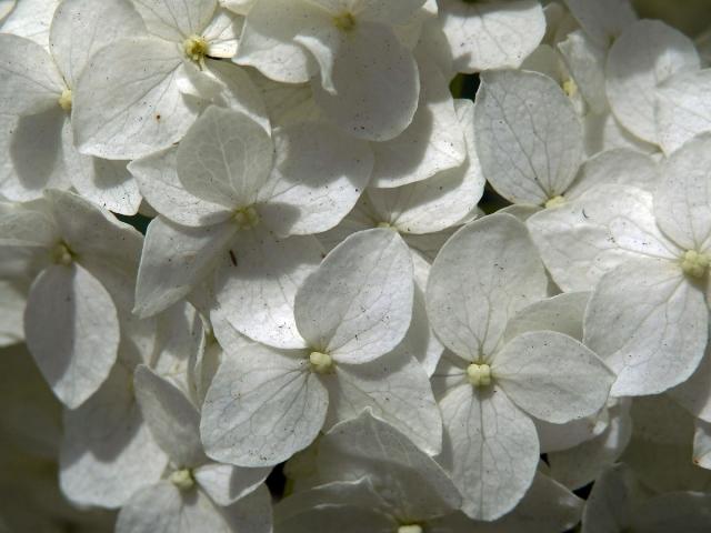 Hortenzie stromkovitá (Hydrangea arborescens L.)