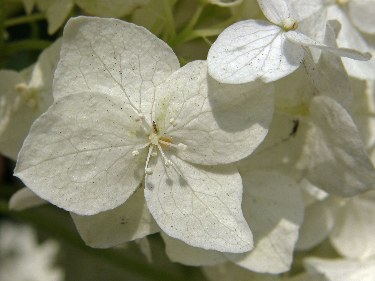 Hortenzie stromkovitá (Hydrangea arborescens L.)