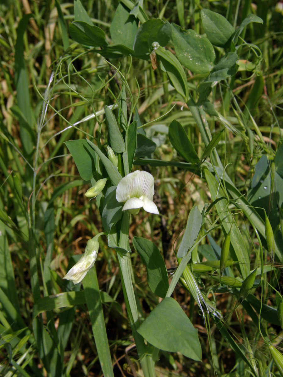 Hrachor (Lathyrus ochrus (L.) DC.)