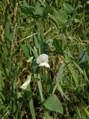 Hrachor (Lathyrus ochrus (L.) DC.)