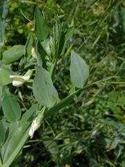 Hrachor (Lathyrus ochrus (L.) DC.)