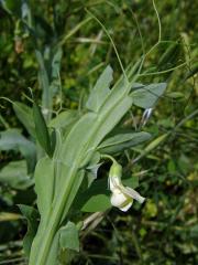 Hrachor (Lathyrus ochrus (L.) DC.)