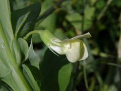 Hrachor (Lathyrus ochrus (L.) DC.)