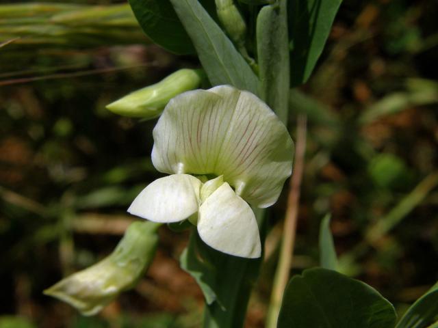 Hrachor (Lathyrus ochrus (L.) DC.)