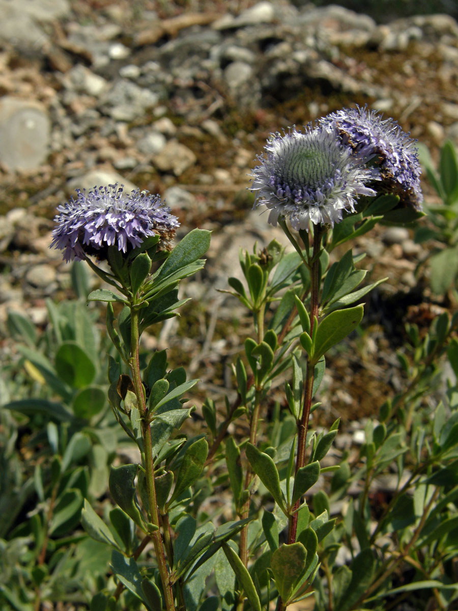 Koulenka křovitá (Globularia alypum L.)