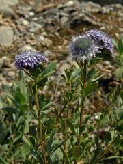 Koulenka křovitá (Globularia alypum L.)   