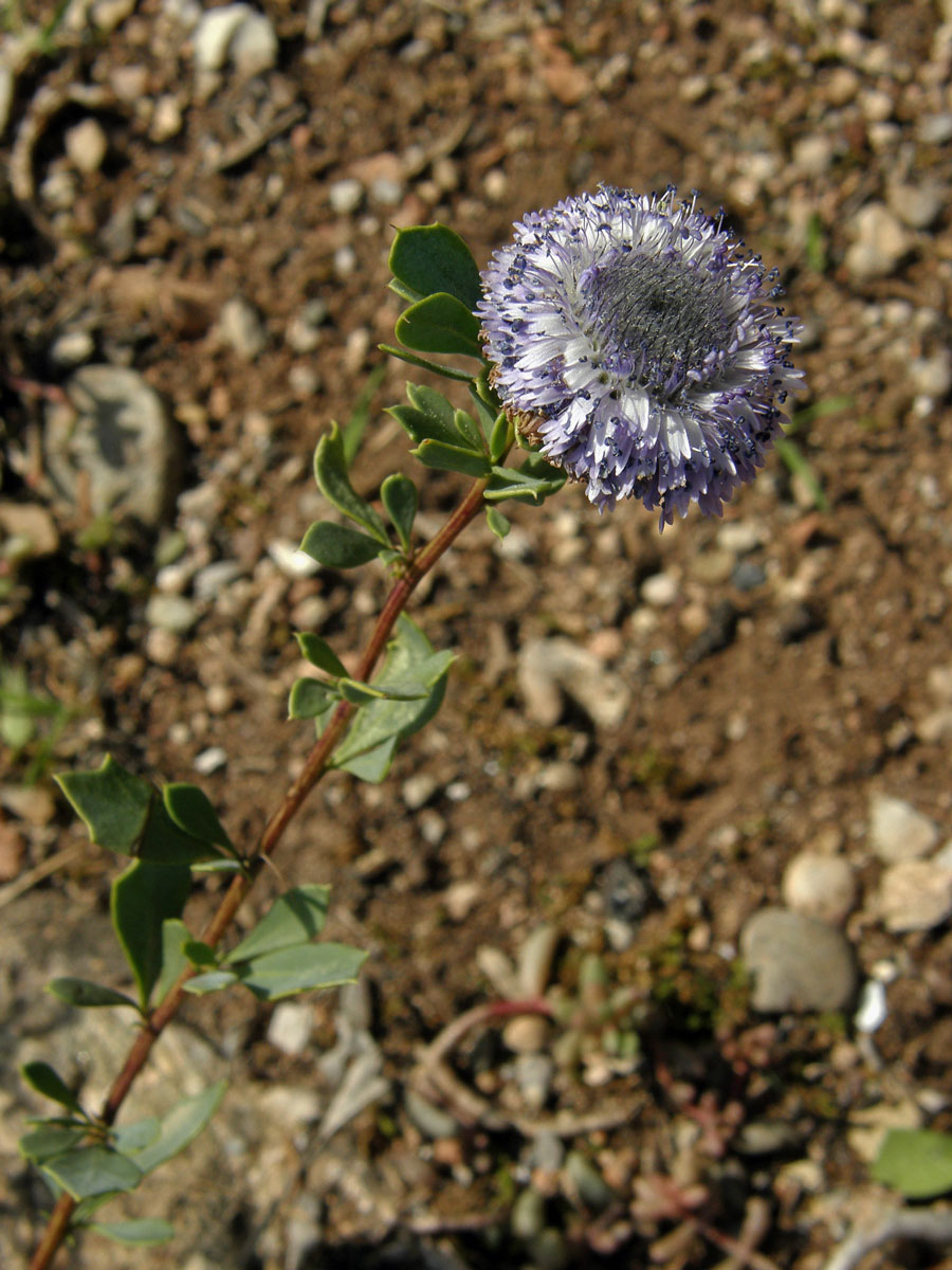 Koulenka křovitá (Globularia alypum L.)