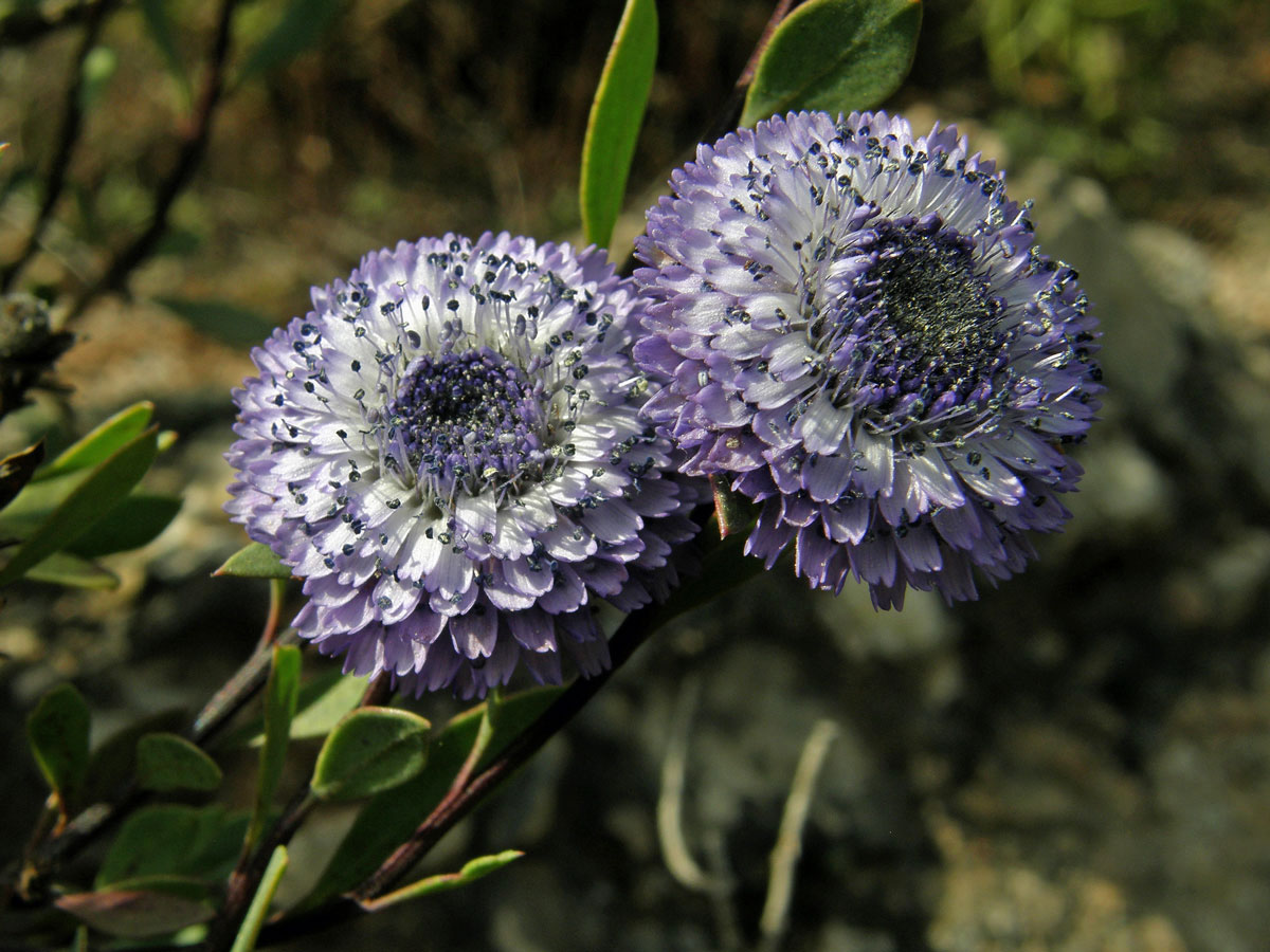 Koulenka křovitá (Globularia alypum L.)