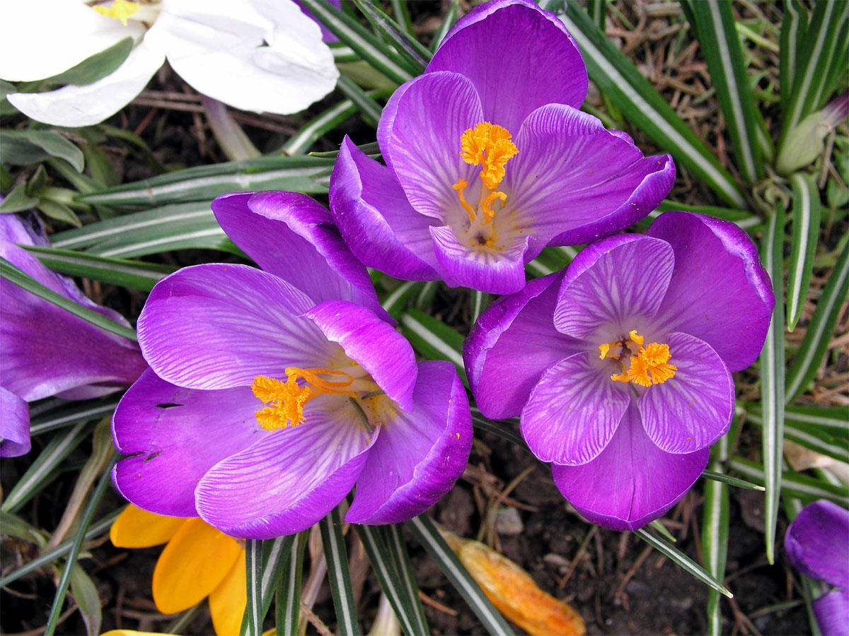 Šafrán bělokvětý (Crocus albiflorus L.)