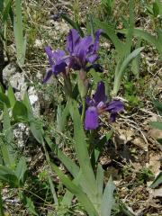 Kosatec bezlistý (Iris aphylla L.)