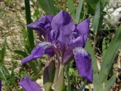 Kosatec bezlistý (Iris aphylla L.)