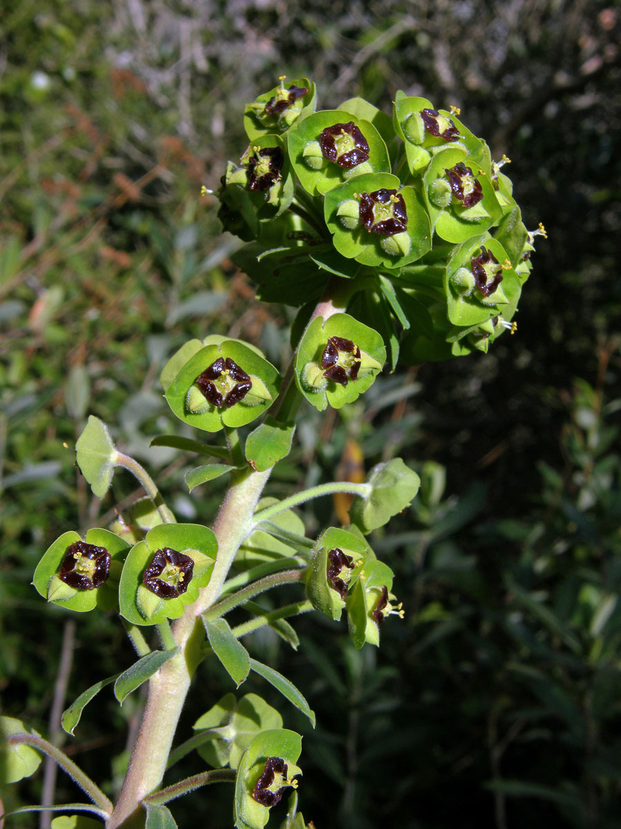 Pryšec hnědokvětý (Euphorbia characias L.)