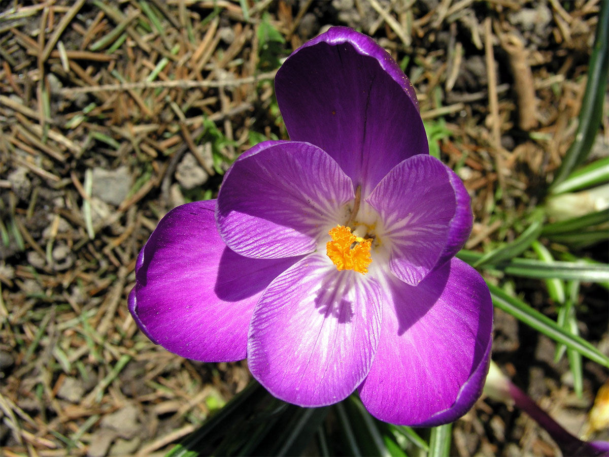 Šafrán bělokvětý (Crocus albiflorus L.)