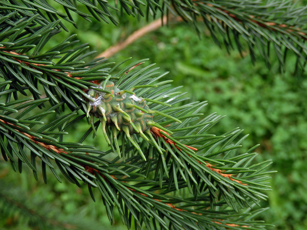 Hálky korovnice smrkové (Sacchiphantes abietis)