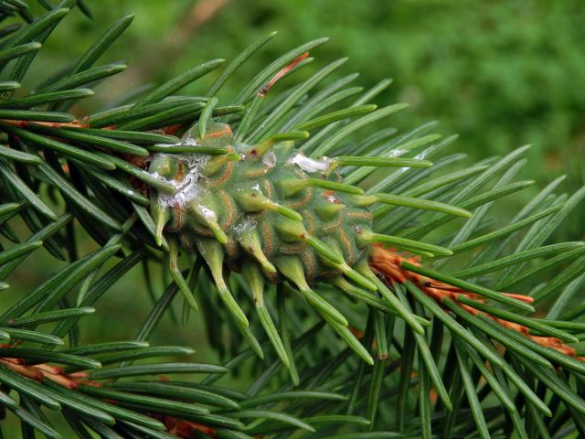 Hálky korovnice smrkové (Sacchiphantes abietis)