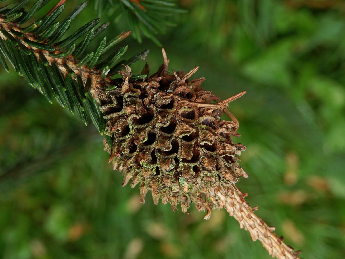 Hálky korovnice smrkové (Sacchiphantes abietis)