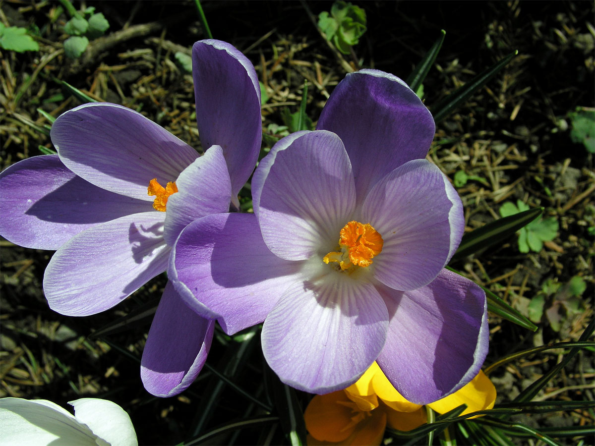 Šafrán bělokvětý (Crocus albiflorus L.)