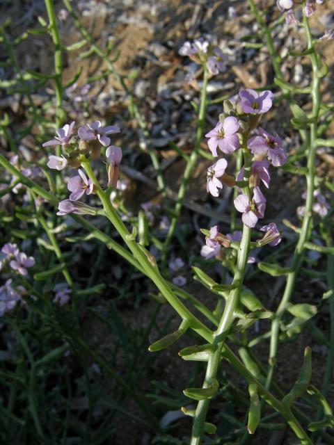 Pomořanka přímořská (Cakile maritima Scop.)