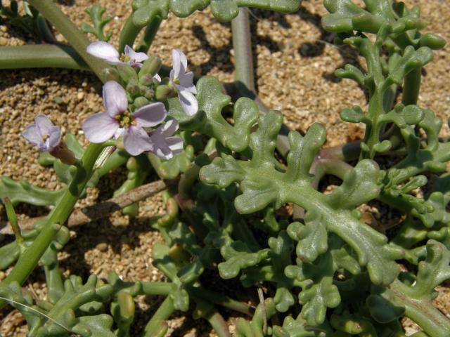 Pomořanka přímořská (Cakile maritima Scop.)