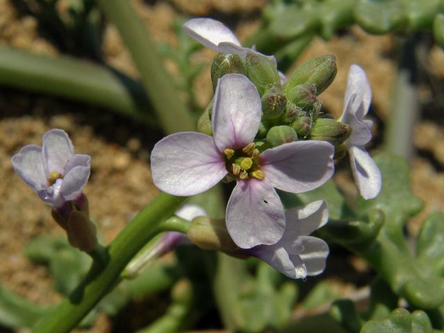 Pomořanka přímořská (Cakile maritima Scop.)