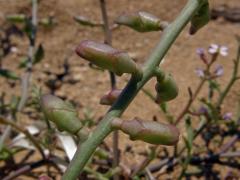 Pomořanka přímořská (Cakile maritima Scop.)