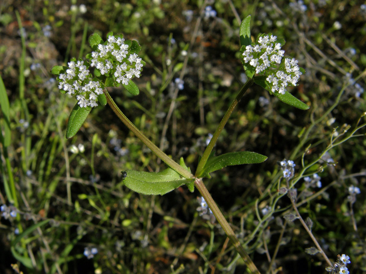 Kozlíček polníček (Valerianella locusta (L.) Laterrade)