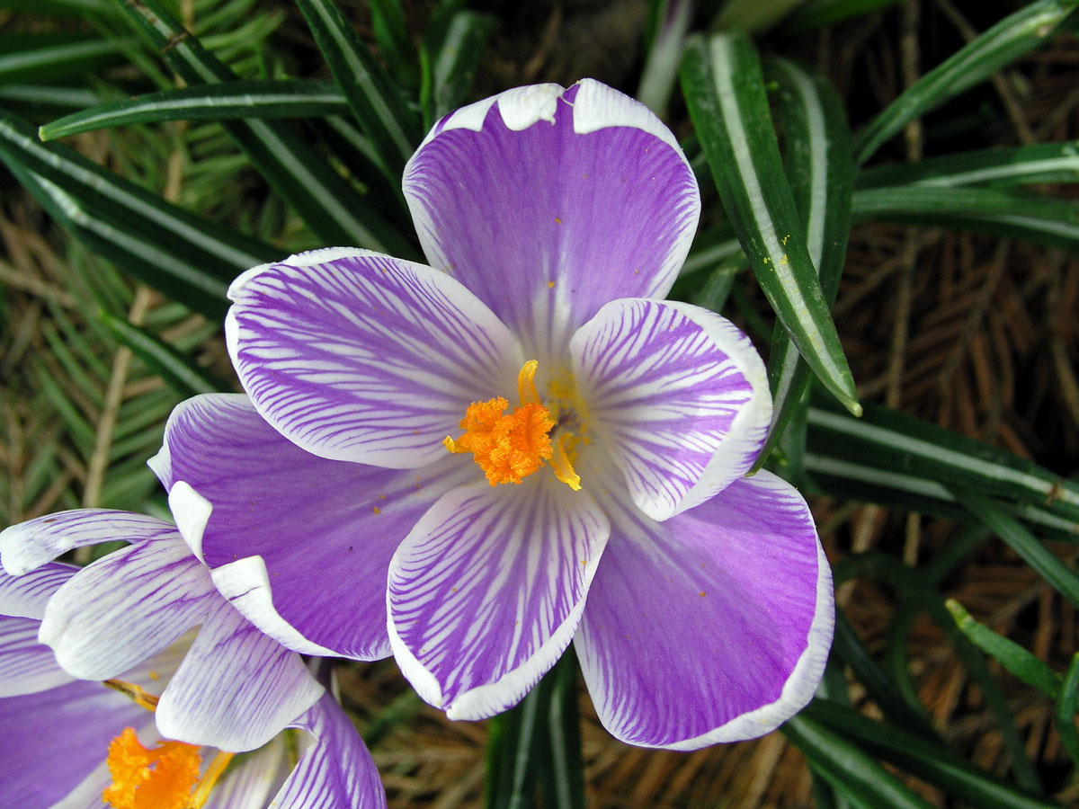 Šafrán bělokvětý (Crocus albiflorus L.)