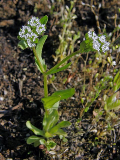 Kozlíček polníček (Valerianella locusta (L.) Laterrade)