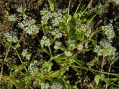 Kozlíček polníček (Valerianella locusta (L.) Laterrade)