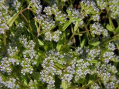 Kozlíček polníček (Valerianella locusta (L.) Laterrade)