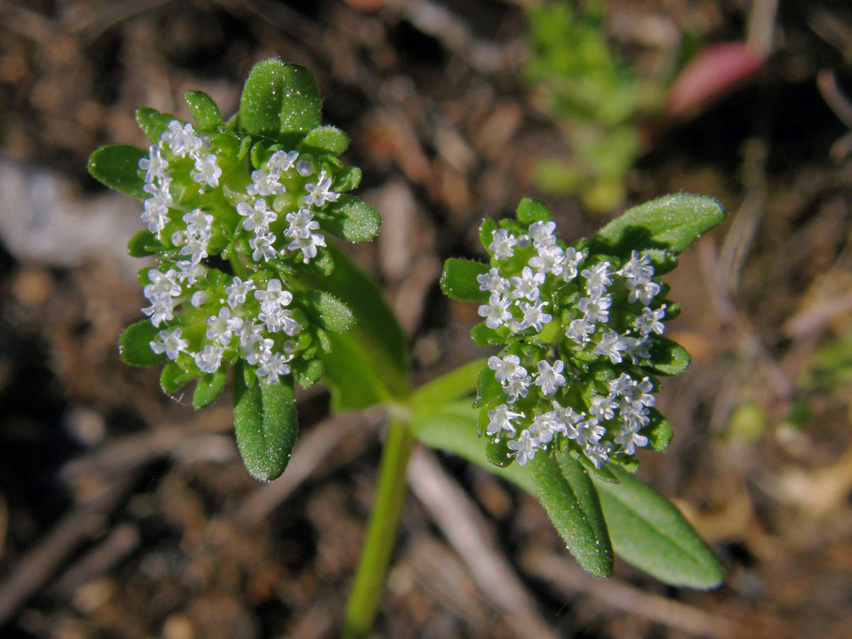 Kozlíček polníček (Valerianella locusta (L.) Laterrade)