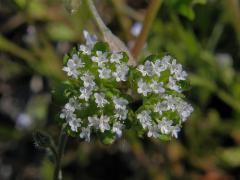 Kozlíček polníček (Valerianella locusta (L.) Laterrade)