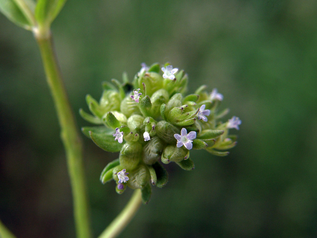 Kozlíček polníček (Valerianella locusta (L.) Laterrade)