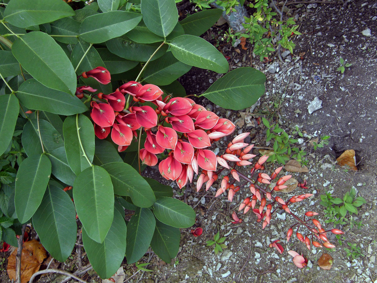 Zarděnice (Erythrina crista-galli L.)