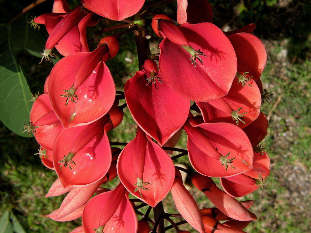 Zarděnice (Erythrina crista-galli L.)