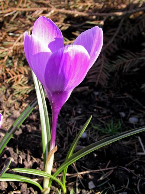 Šafrán bělokvětý (Crocus albiflorus L.)