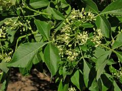 Křídlatec zpeřený (Staphylea pinnata L.)