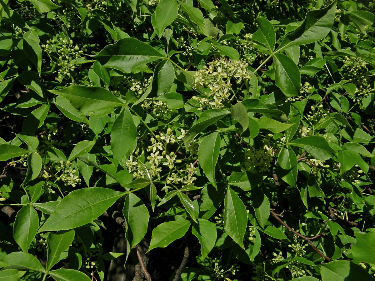 Křídlatec zpeřený (Staphylea pinnata L.)