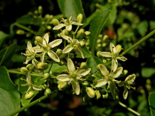 Křídlatec zpeřený (Staphylea pinnata L.)