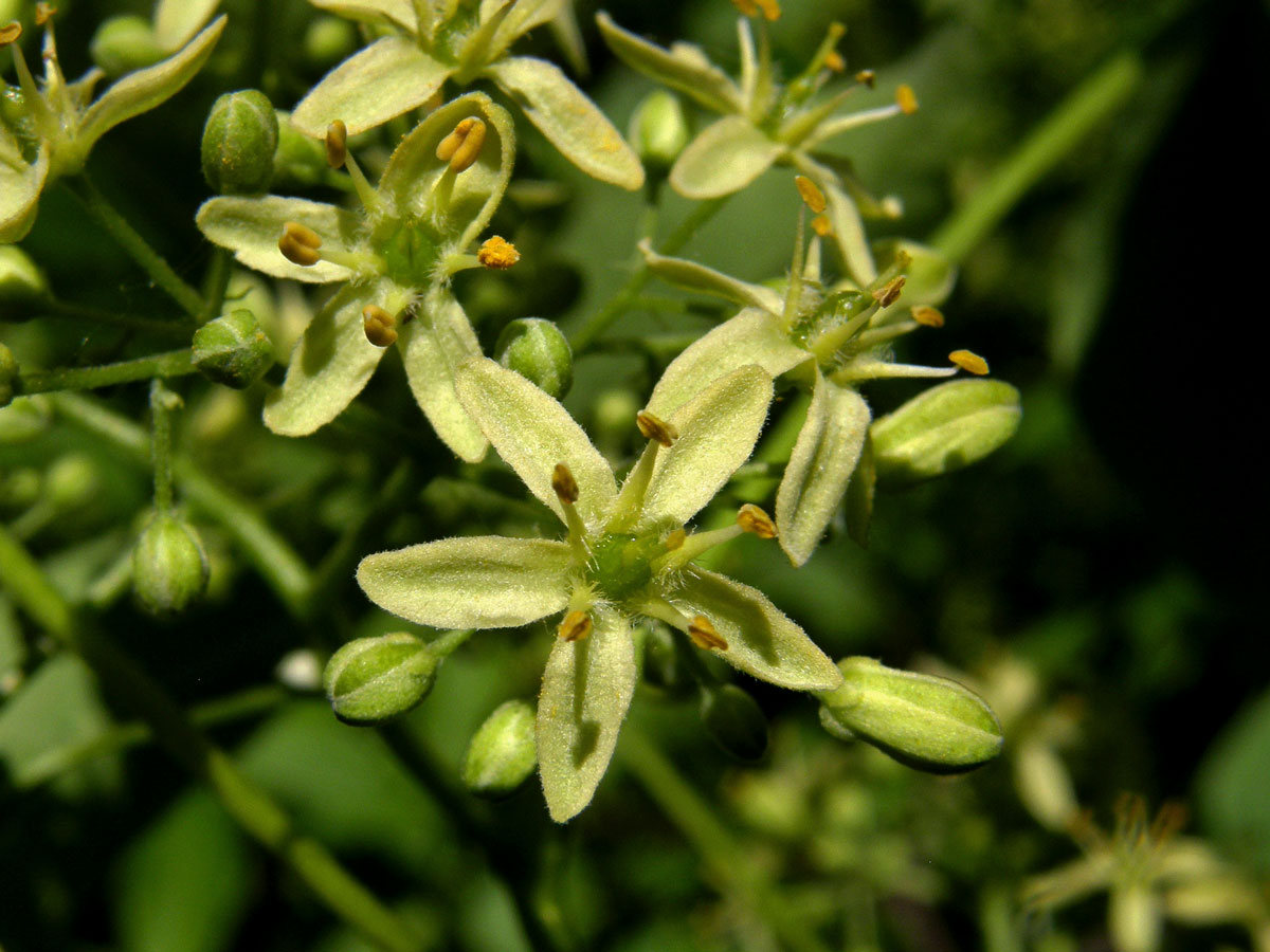 Křídlatec zpeřený (Staphylea pinnata L.)