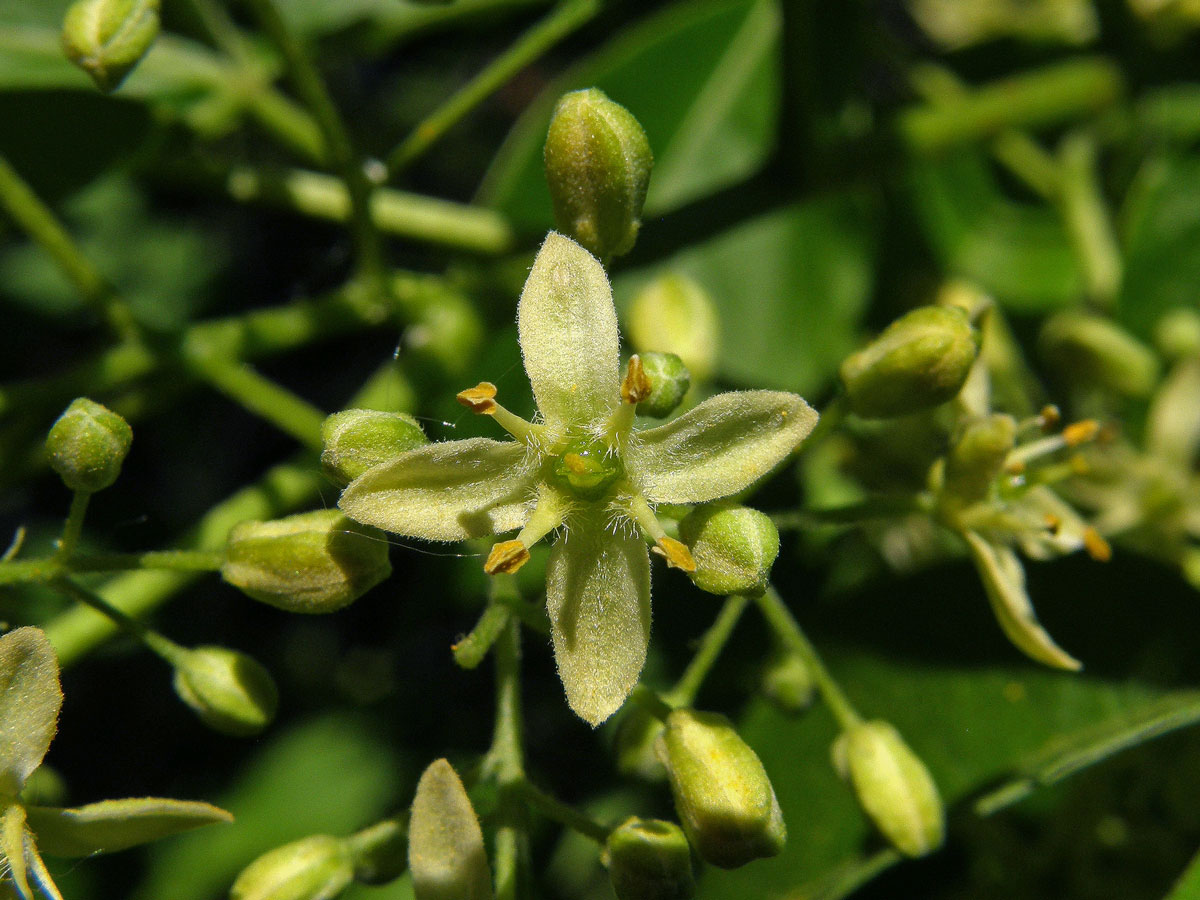 Křídlatec zpeřený (Staphylea pinnata L.)