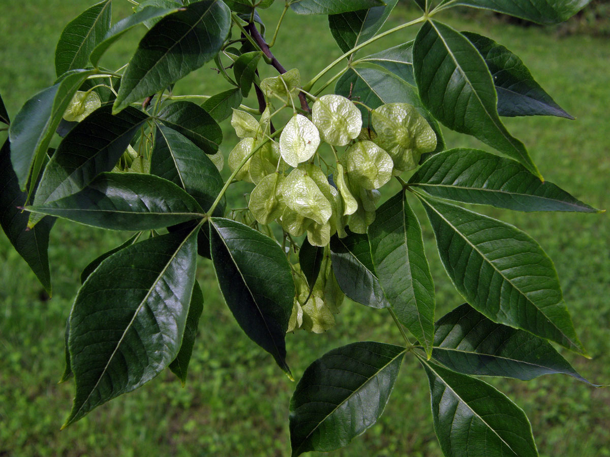 Křídlatec zpeřený (Staphylea pinnata L.)