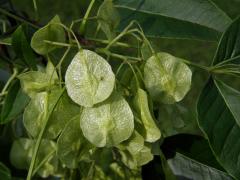 Křídlatec zpeřený (Staphylea pinnata L.)