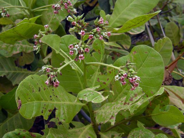 Ledvinovník západní (Anacardium occidentale L.)