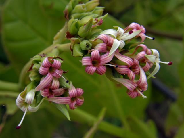 Ledvinovník západní (Anacardium occidentale L.)