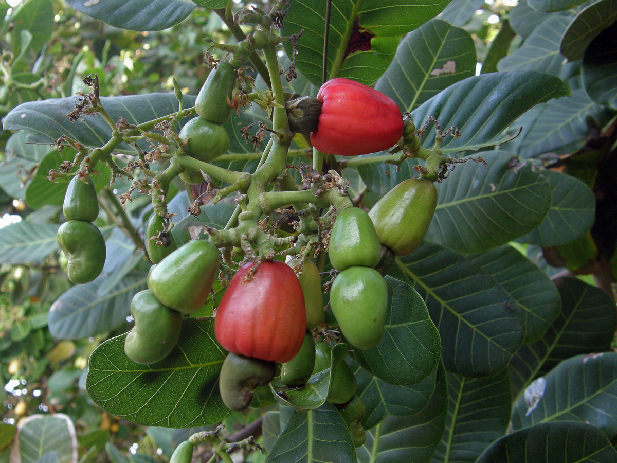 Ledvinovník západní (Anacardium occidentale L.)