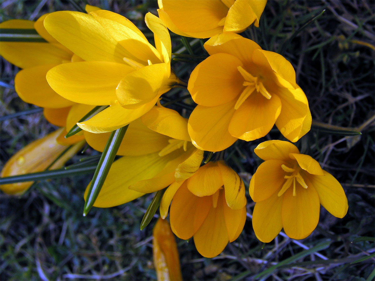 Šafrán žlutý (Crocus flavus West.)